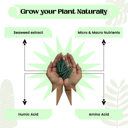 Dr.Green's - Magic Plant Sticks (50 Sticks)